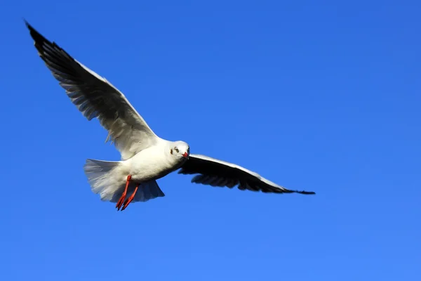 Flying seagull — Stock Photo, Image