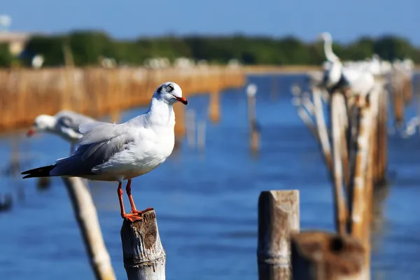 Seagull on the pole — Stock Photo, Image