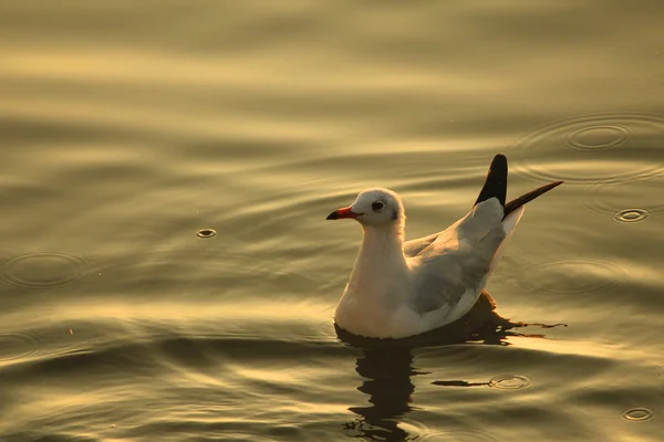 Gaviota —  Fotos de Stock