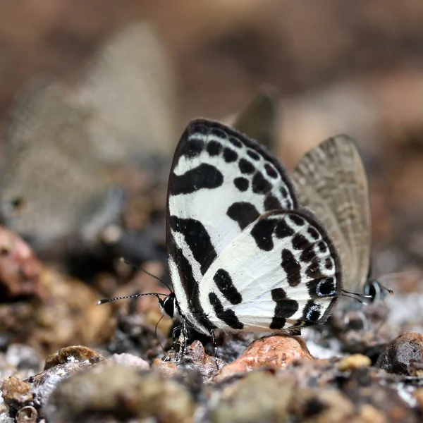 Bela borboleta — Fotografia de Stock