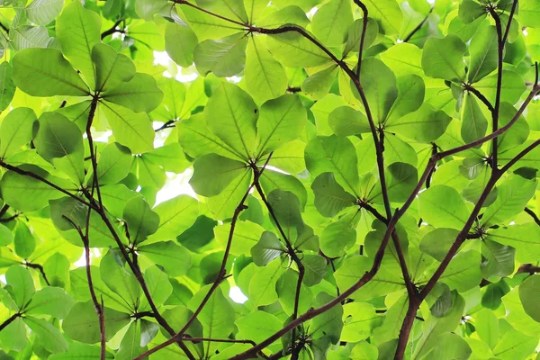 Grünes Blatt — Stockfoto