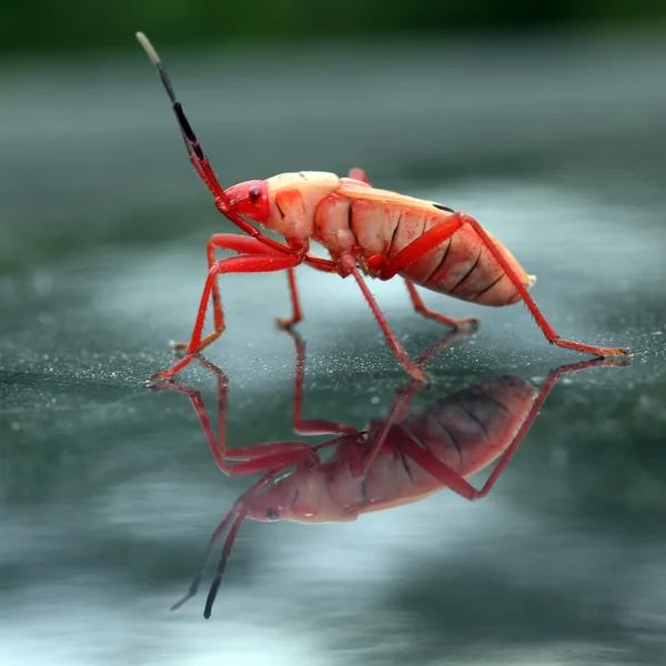 Red stinkbug — Stock Photo, Image