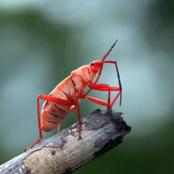 Rote Stinkwanze — Stockfoto