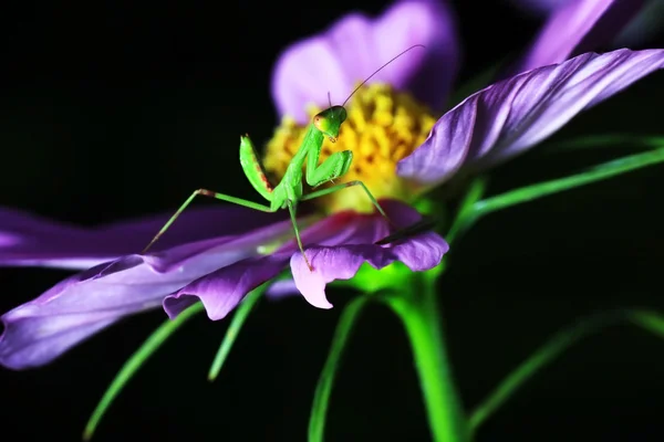 Grasshopper poleiro — Fotografia de Stock