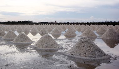 salt farm