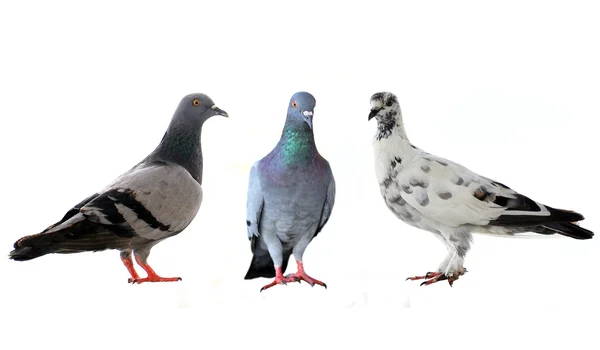 Drei Tauben — Stockfoto