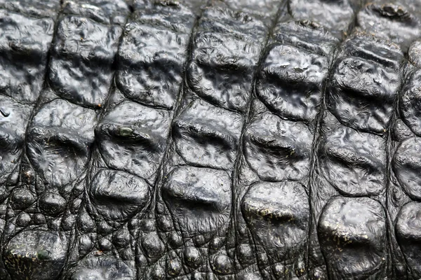 Pele de crocodilo — Fotografia de Stock