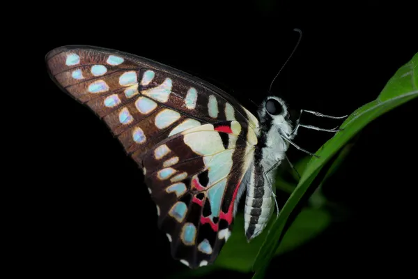 美丽的蝴蝶 — Stok fotoğraf