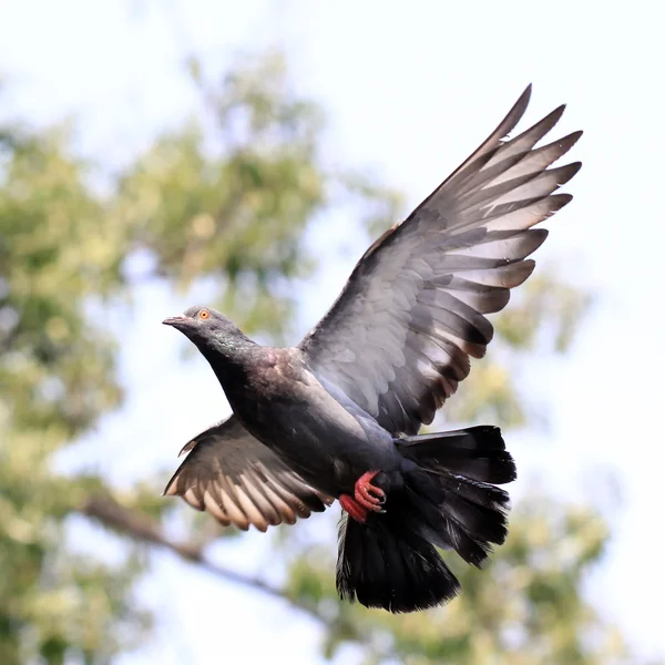 Fliegende Taube — Stockfoto