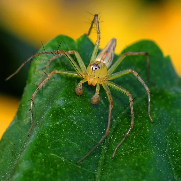 Örümcek — Stok fotoğraf