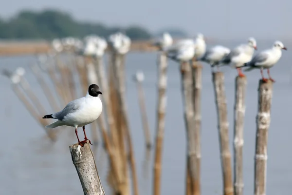 Möwe — Stockfoto