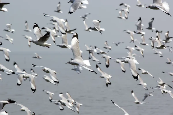 Group of seagull — Stock Photo, Image