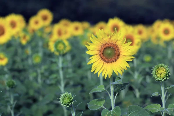 Girasol — Foto de Stock