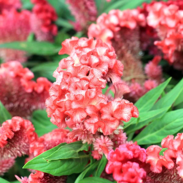 羽毛のある鶏頭花 — ストック写真