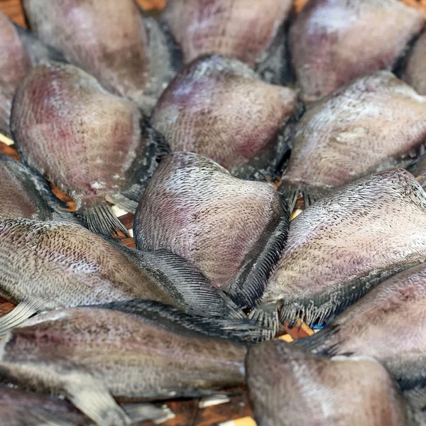 Peixe trichogaster seco — Fotografia de Stock