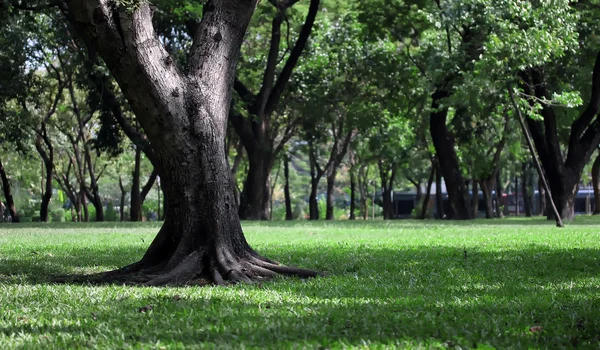 Huzurlu park — Stok fotoğraf