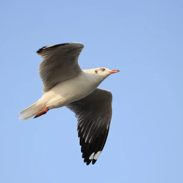 Flying seagull — Stock Photo, Image