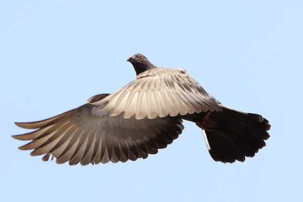 Fliegende Taube — Stockfoto