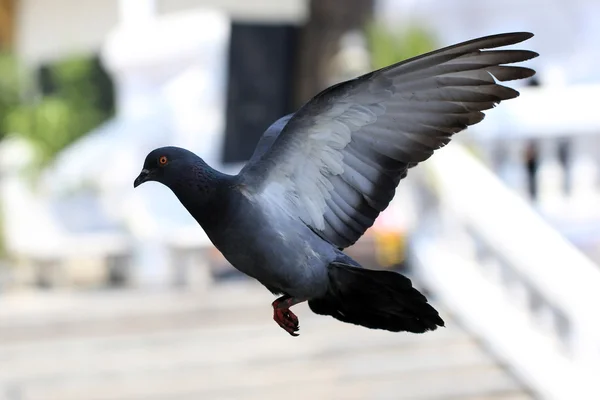 Dove — Stock Photo, Image