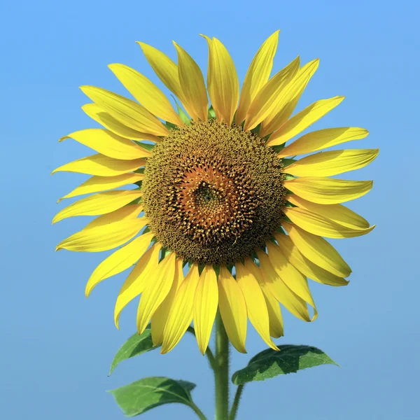 Girasol — Foto de Stock