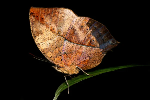 Schmetterling — Stockfoto