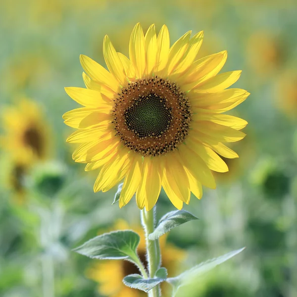 Girasol — Foto de Stock