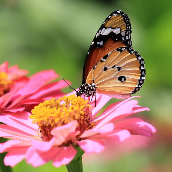 Borboleta — Fotografia de Stock