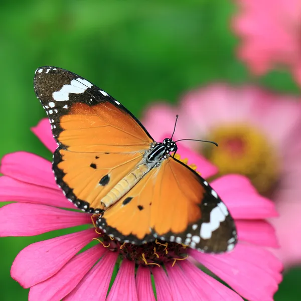 Borboleta na flor — Fotografia de Stock