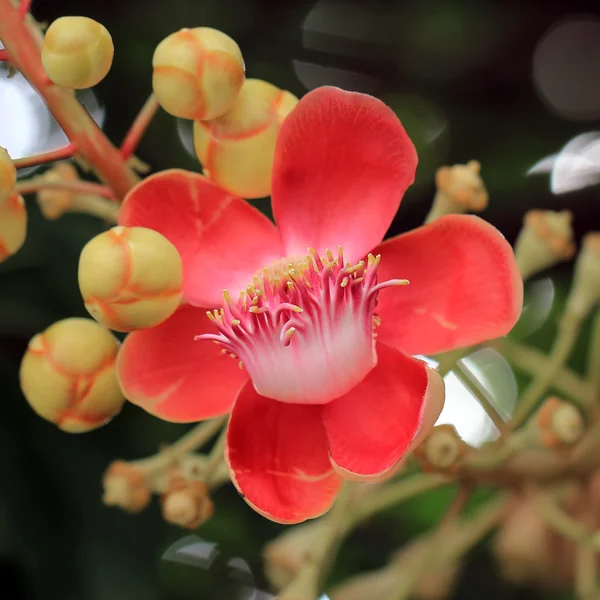 キャノン ボール ツリーの花 — ストック写真
