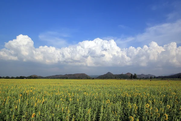 Beaux nuages sur le champ de tournesol — Photo