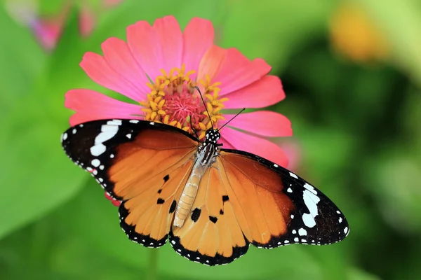 Butterfly — Stock Photo, Image