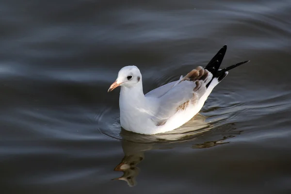 Seagul. — Fotografia de Stock