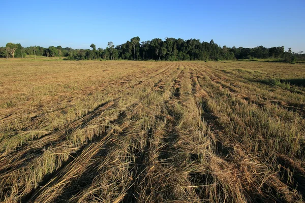 Campo di erba secca — Foto Stock