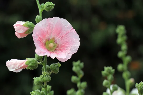 Hollyhock flower — Stock Photo, Image