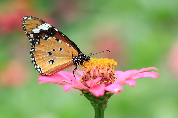 Мухи-дрозды