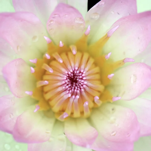 Flor de lírio de água — Fotografia de Stock