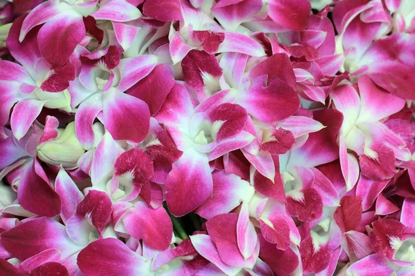 Flor de orquídea — Fotografia de Stock