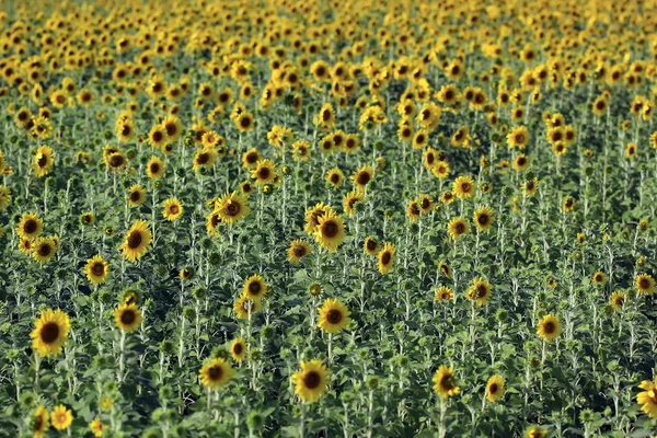 Sunflower Stock Photo