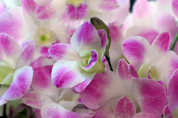 Flor de orquídea — Fotografia de Stock