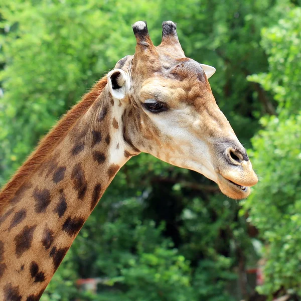 Giraffe — Stock Photo, Image