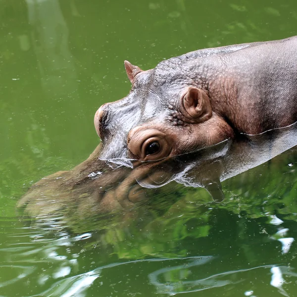 Hippopotamus — Stock Photo, Image