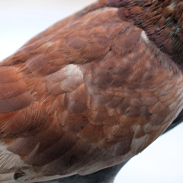 Güvercin tüyü — Stok fotoğraf