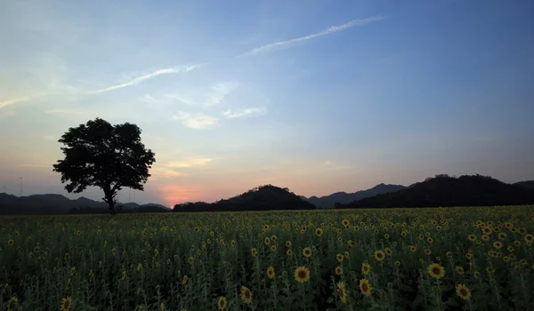 Coucher de soleil magnifique — Photo