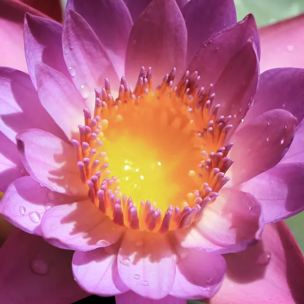 Lotus fleur — Photo