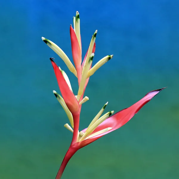 Květ Heliconia — Stock fotografie