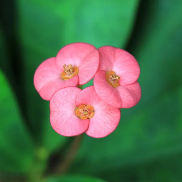 ユーフォルビア milii 花 — ストック写真