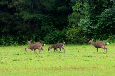 Muntiacus Muntjak 'ın doğa geçmişi üzerine olan grubu