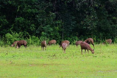Muntiacus Muntjak 'ın doğa geçmişi üzerine olan grubu