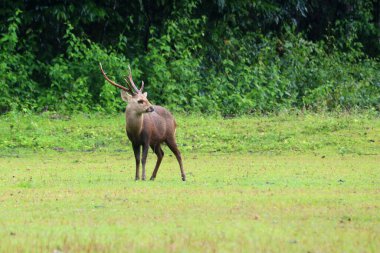 Muntiacus Muntjak 'ın doğadaki fotoğrafı