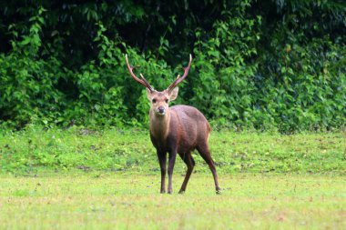 Muntiacus Muntjak 'ın doğadaki fotoğrafı